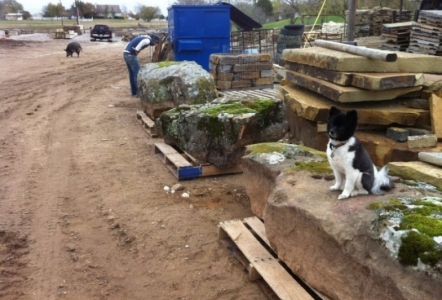 Brody, Bernice, and Bojangles inspecting a load of mossy boulders.