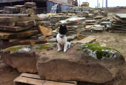 Mr. Bojangles perched on a moss boulder.