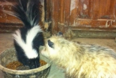 Miss Priss & Lucille sharing lunch.