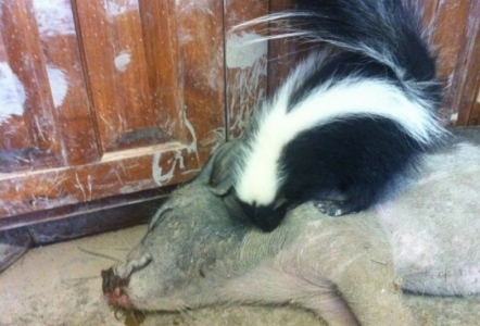 Pigglesworth and Lucille the skunk...