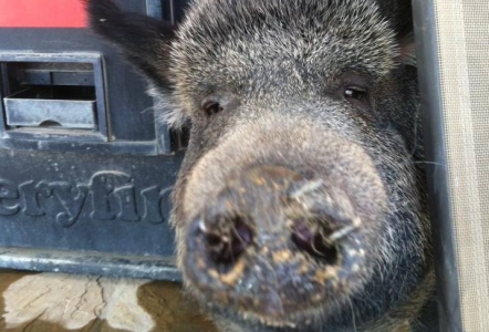 Bernice hanging out on the patio here at the yard.