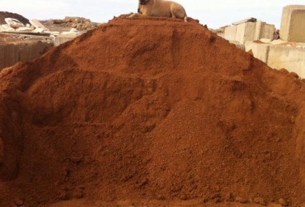 Bob keeps watch on top of the Decomposed Granite.