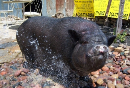 Piggums enjoying a spray down with Arizona River Rock in the background.