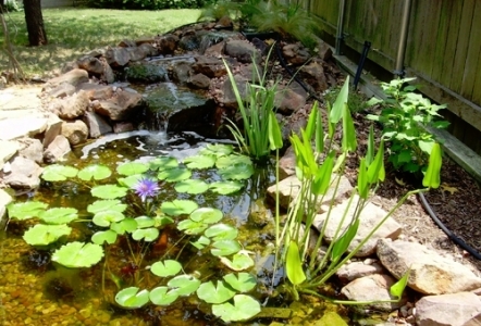 Koi Pond