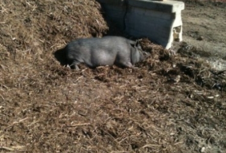 Piggums testing out the mulch... NICE!