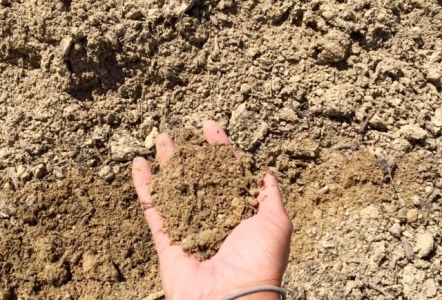 Sandy Loam (Top Soil)  $50/yard