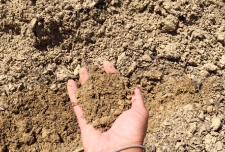 Sandy Loam (Top Soil)  $65/yard